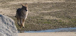 Coyote, Long Point, Cape Cod, MA